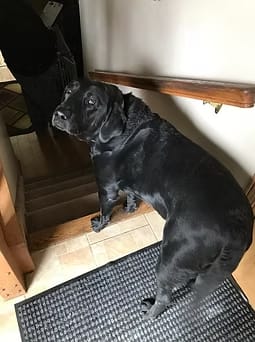 1 black dog