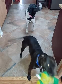 2 black dogs