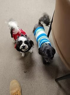 2 dogs wearing clothes