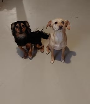 2 dogs