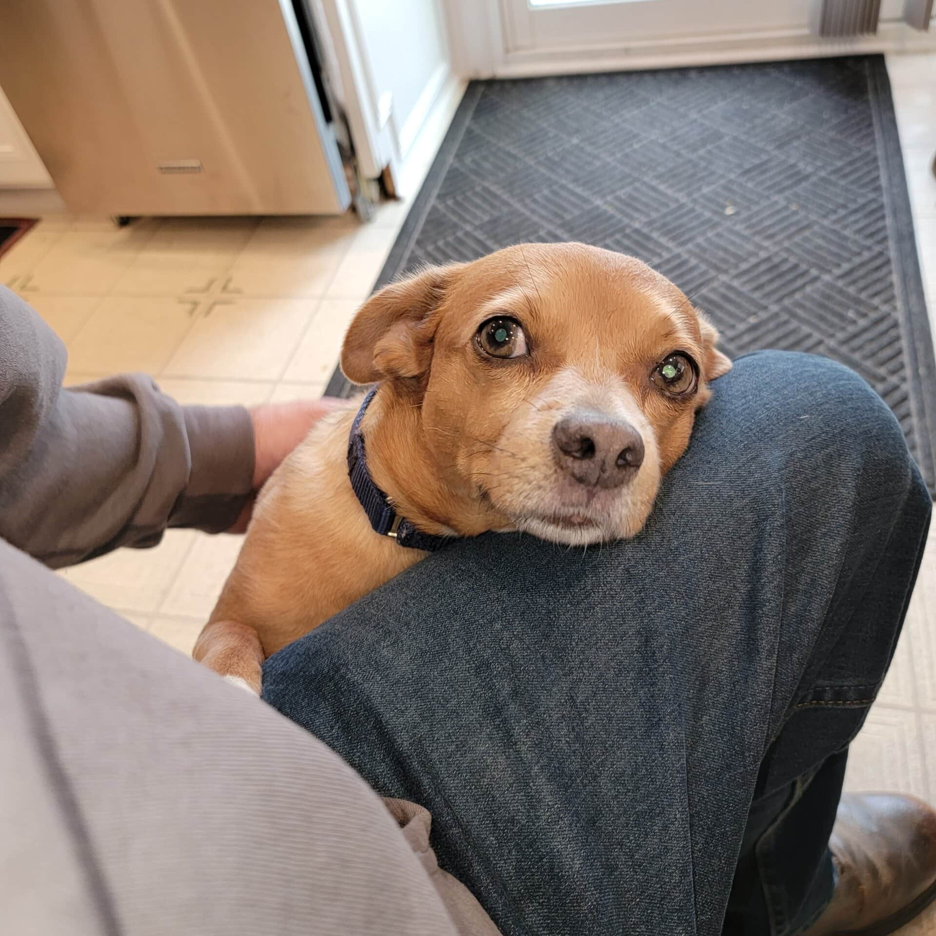 cute dog with a man