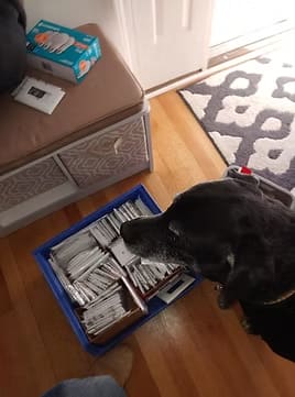 black dog