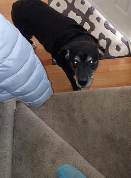 dog in the living room