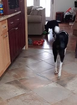 dogs in the kitchen